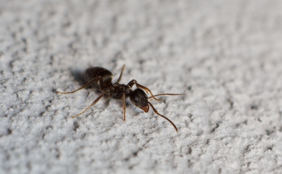 mravenec obecný - Lasius niger